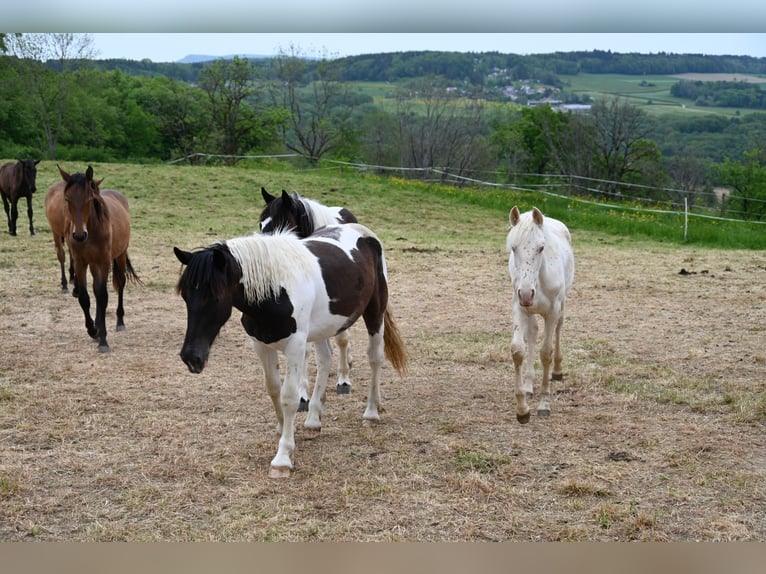 Noriker Merrie 1 Jaar Tobiano-alle-kleuren in Klettgau