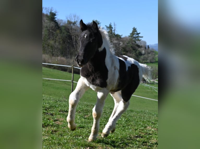 Noriker Merrie 1 Jaar Tobiano-alle-kleuren in Klettgau
