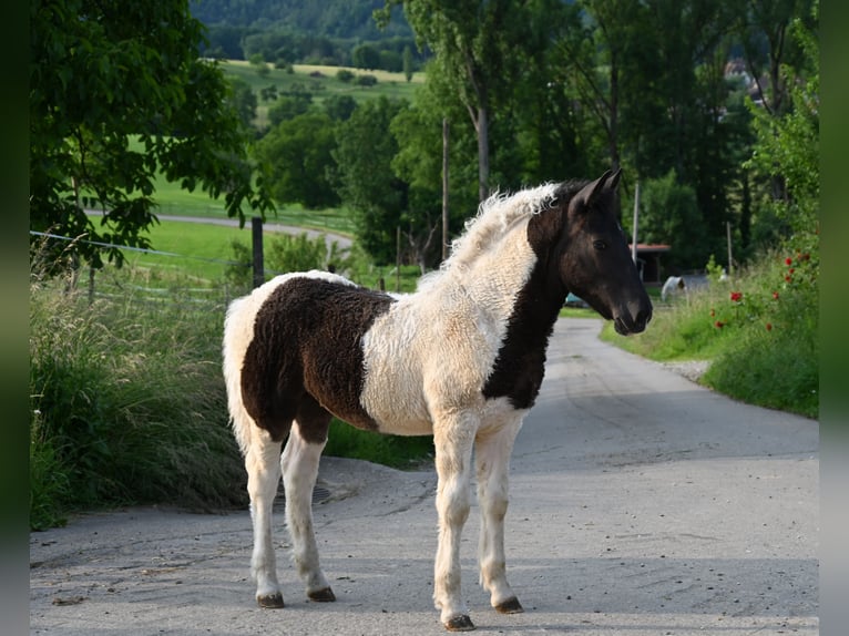 Noriker Merrie 1 Jaar Tobiano-alle-kleuren in Klettgau