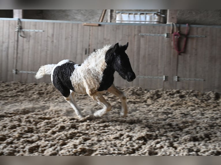 Noriker Merrie 1 Jaar Tobiano-alle-kleuren in Klettgau