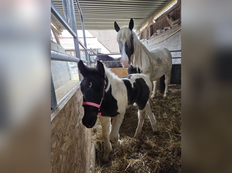 Noriker Merrie 1 Jaar Tobiano-alle-kleuren in Klettgau