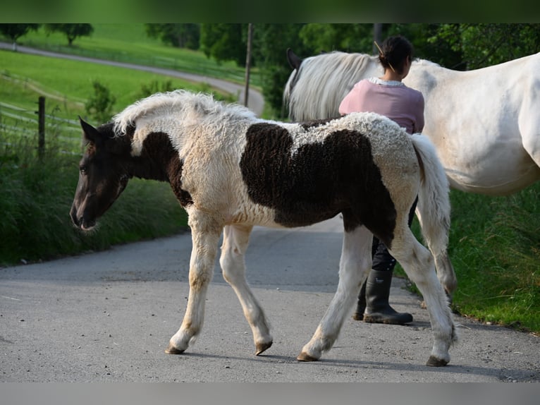 Noriker Merrie 1 Jaar Tobiano-alle-kleuren in Klettgau