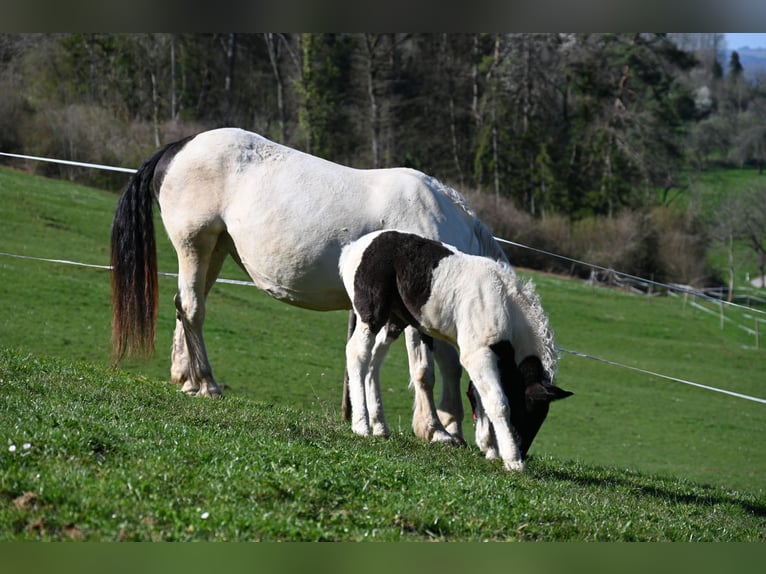 Noriker Merrie 1 Jaar Tobiano-alle-kleuren in Klettgau