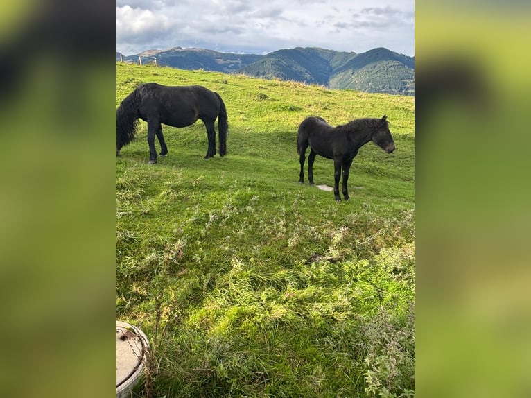 Noriker Merrie 1 Jaar Zwart in Kaprun