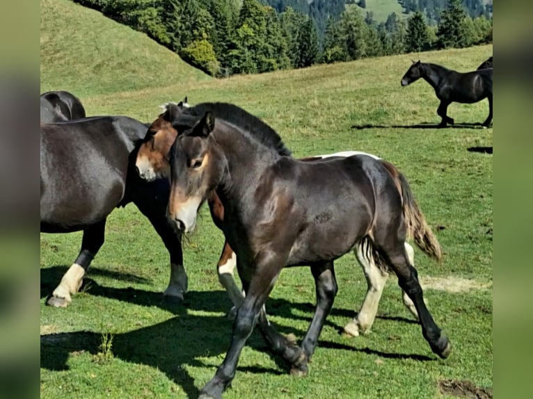 Noriker Merrie 1 Jaar Zwartbruin in Wegberg