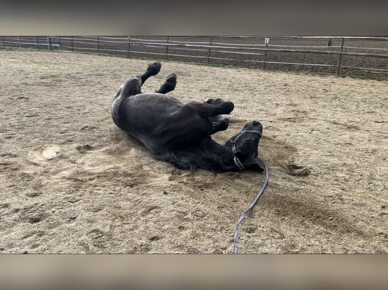 Noriker Merrie 21 Jaar 172 cm Zwartschimmel in Eggersdorf