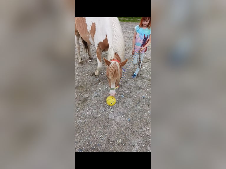 Noriker Merrie 2 Jaar 145 cm Gevlekt-paard in Aifersdorf