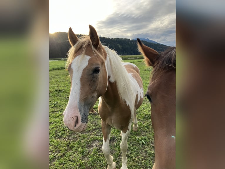 Noriker Merrie 2 Jaar 145 cm Gevlekt-paard in Aifersdorf