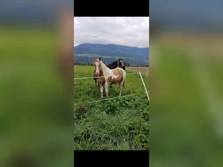 Noriker Merrie 2 Jaar 145 cm Gevlekt-paard in Aifersdorf