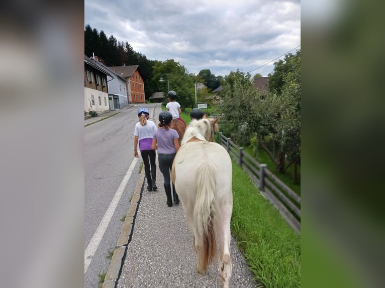 Noriker Merrie 2 Jaar 145 cm Gevlekt-paard in Aifersdorf