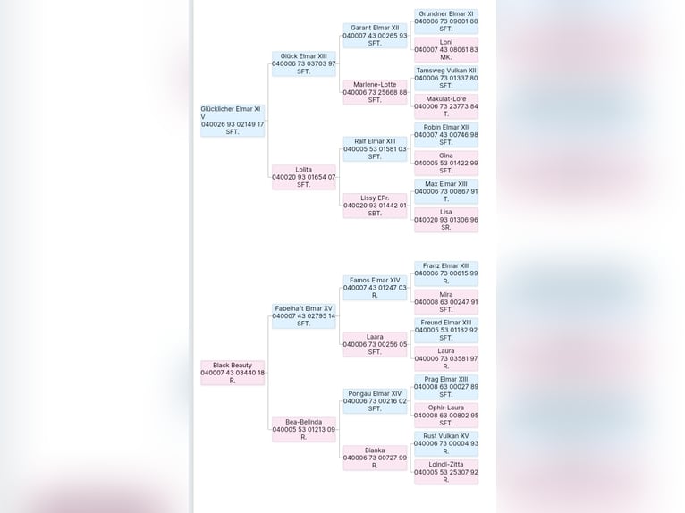 Noriker Merrie 2 Jaar 151 cm Zwart in St. Peter