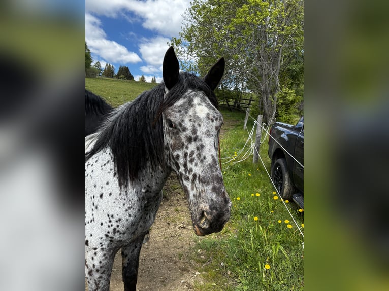 Noriker Merrie 2 Jaar 155 cm Appaloosa in Lind