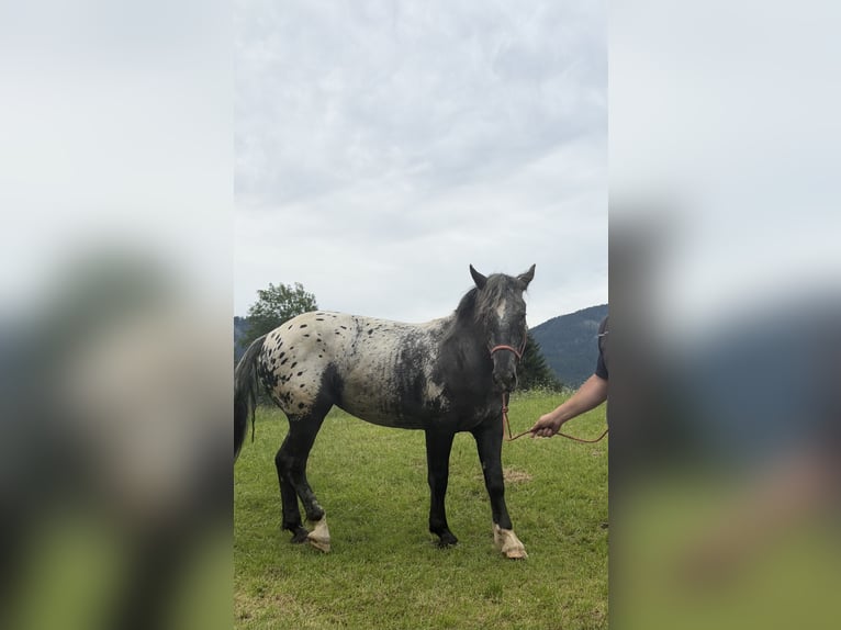Noriker Merrie 2 Jaar 155 cm Appaloosa in Gosau