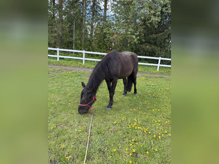Noriker Merrie 2 Jaar 158 cm Zwart in Waren