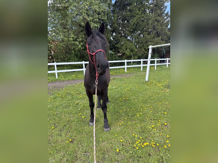 Noriker Merrie 2 Jaar 158 cm Zwart in Waren