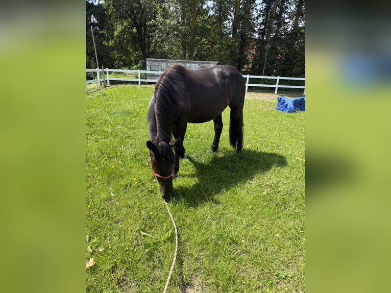Noriker Merrie 2 Jaar 158 cm Zwart in Waren
