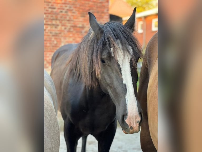 Noriker Merrie 2 Jaar 158 cm Zwartbruin in Hamburg