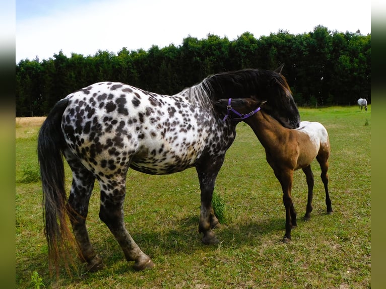 Noriker Merrie 2 Jaar 159 cm Appaloosa in Skalice