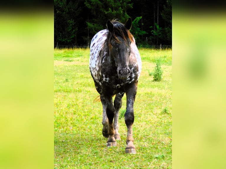 Noriker Merrie 2 Jaar 159 cm Appaloosa in Skalice