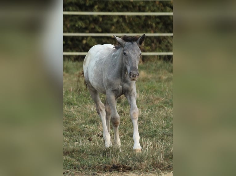 Noriker Merrie 2 Jaar 160 cm Appaloosa in Waldshut-Tiengen