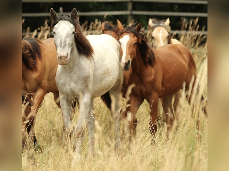 Noriker Merrie 2 Jaar 160 cm Appaloosa in Waldshut-Tiengen