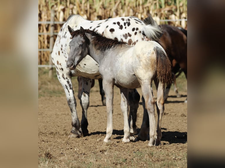 Noriker Merrie 2 Jaar 160 cm Appaloosa in Waldshut-Tiengen