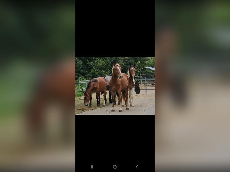 Noriker Merrie 2 Jaar in Klettgau