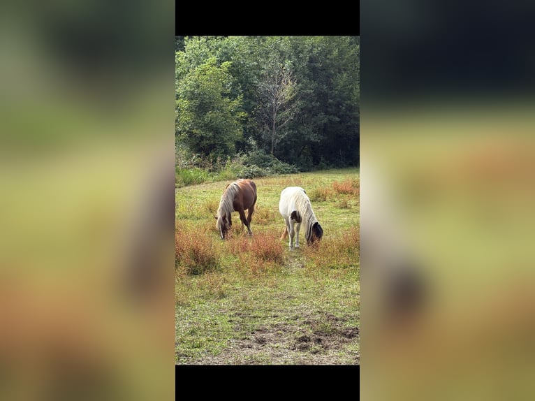 Noriker Merrie 2 Jaar in Klettgau