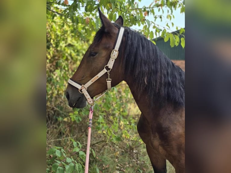 Noriker Merrie 2 Jaar Bruin in Selent