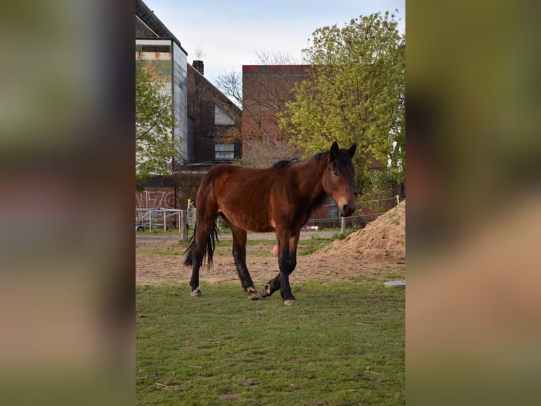 Noriker Merrie 2 Jaar Bruin in Selent