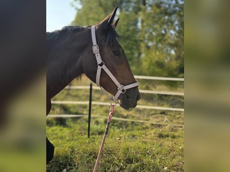 Noriker Merrie 2 Jaar Bruin in Selent