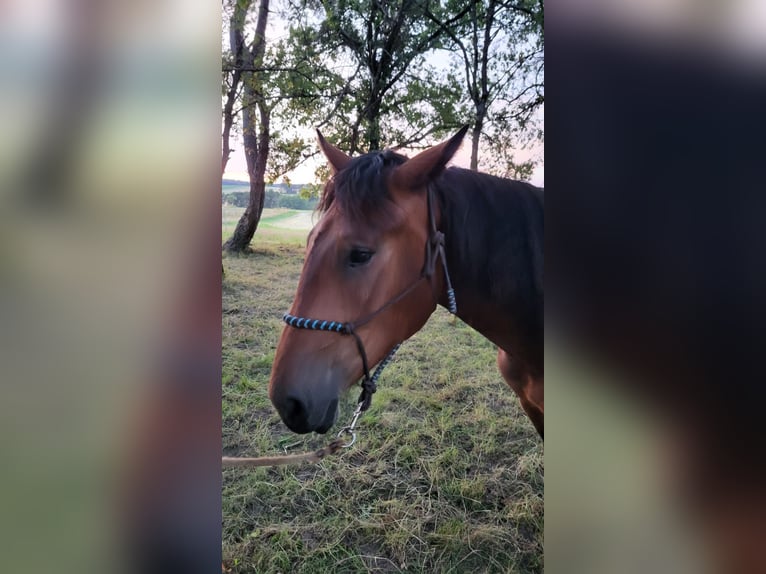 Noriker Merrie 2 Jaar Bruin in Selent