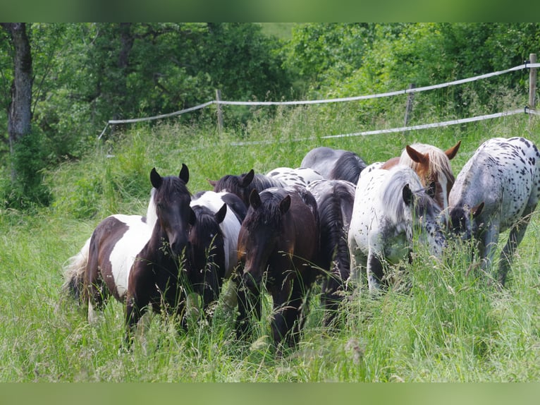 Noriker Merrie 2 Jaar in Küssaberg