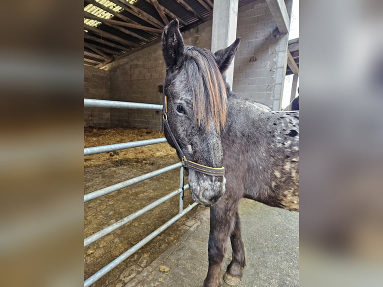 Noriker Merrie 2 Jaar in Küssaberg