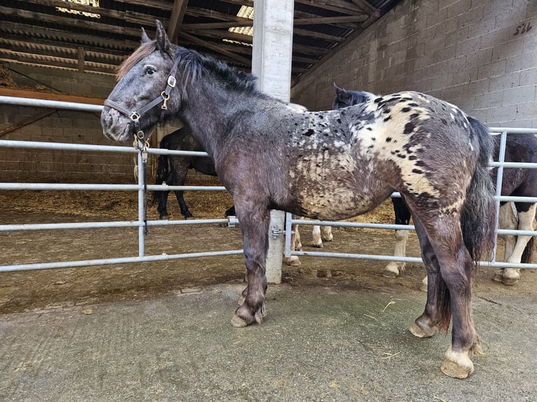 Noriker Merrie 2 Jaar in Küssaberg