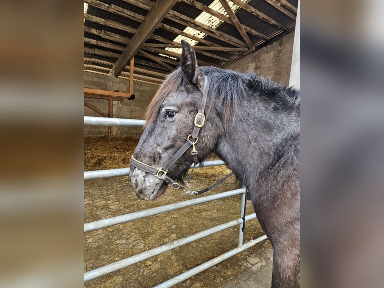 Noriker Merrie 2 Jaar in Küssaberg