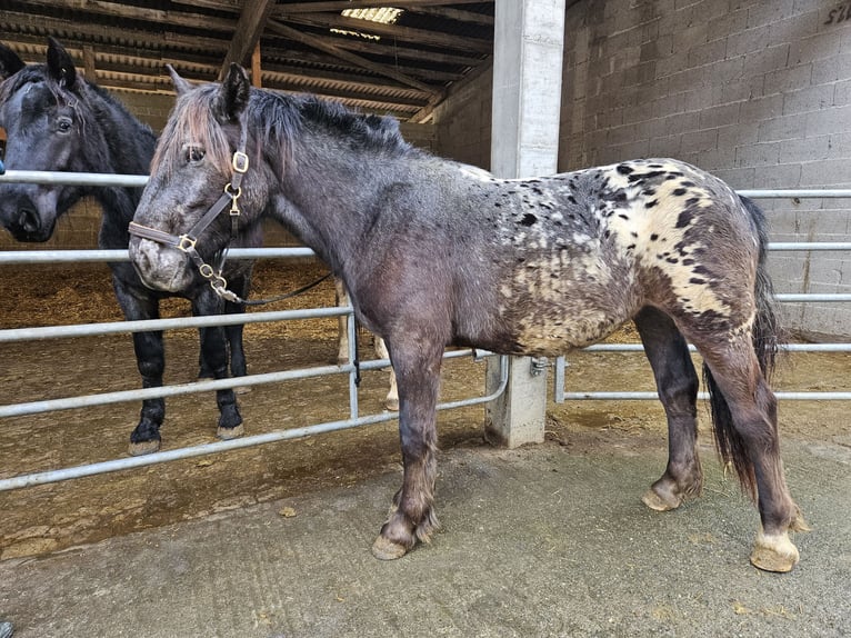 Noriker Merrie 2 Jaar in Küssaberg