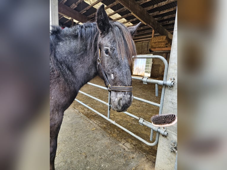 Noriker Merrie 2 Jaar in Küssaberg