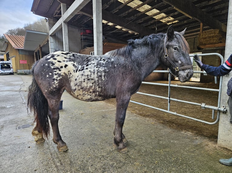 Noriker Merrie 2 Jaar in Küssaberg