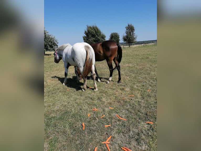 Noriker Merrie 2 Jaar Schimmel in Schrozberg