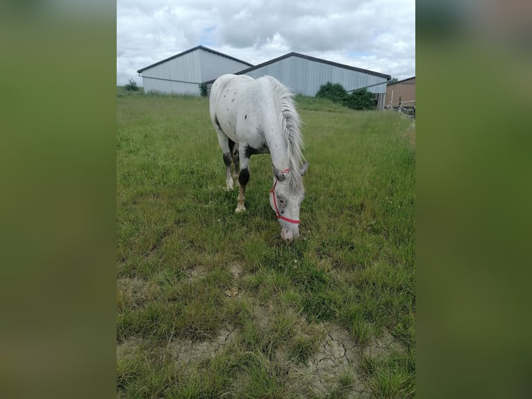 Noriker Merrie 2 Jaar Schimmel in Schrozberg