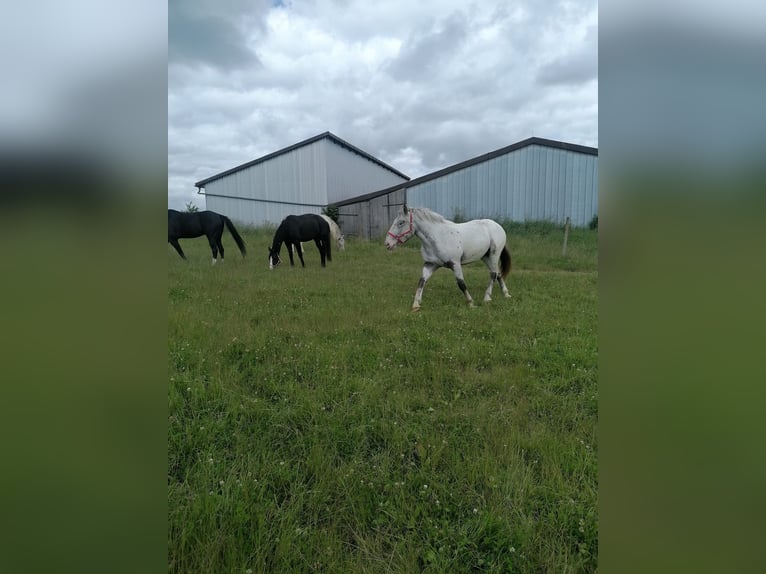 Noriker Merrie 2 Jaar Schimmel in Schrozberg