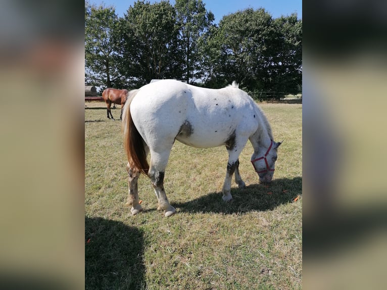 Noriker Merrie 2 Jaar Schimmel in Schrozberg