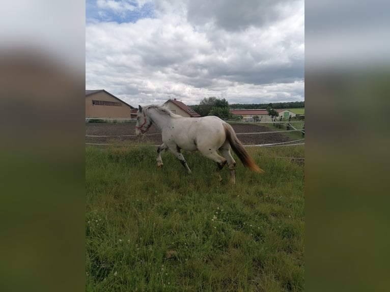 Noriker Merrie 2 Jaar Schimmel in Schrozberg