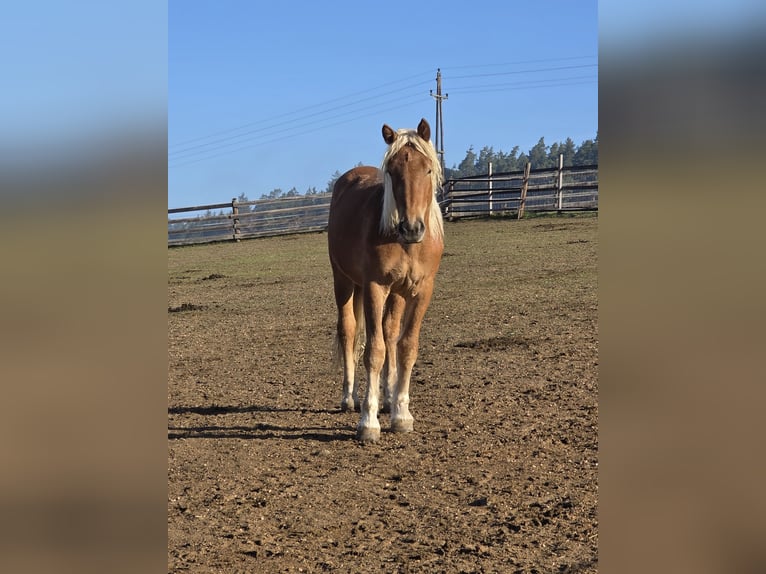 Noriker Merrie 2 Jaar Vos in Freistadt