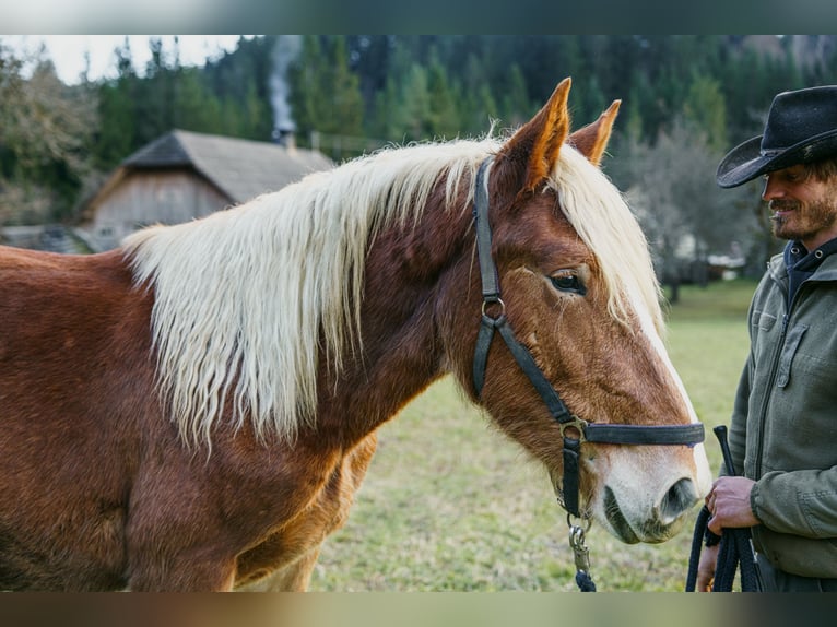 Noriker Merrie 2 Jaar Vos in Hermagor