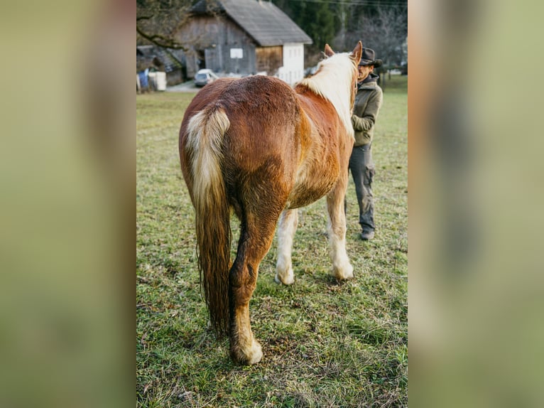 Noriker Merrie 2 Jaar Vos in Hermagor