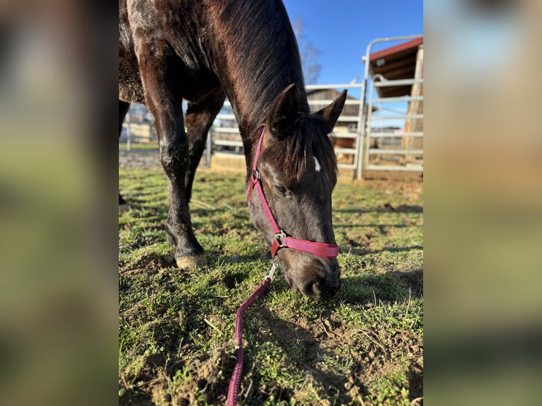 Noriker Merrie 2 Jaar Zwart in Stiefenhofen