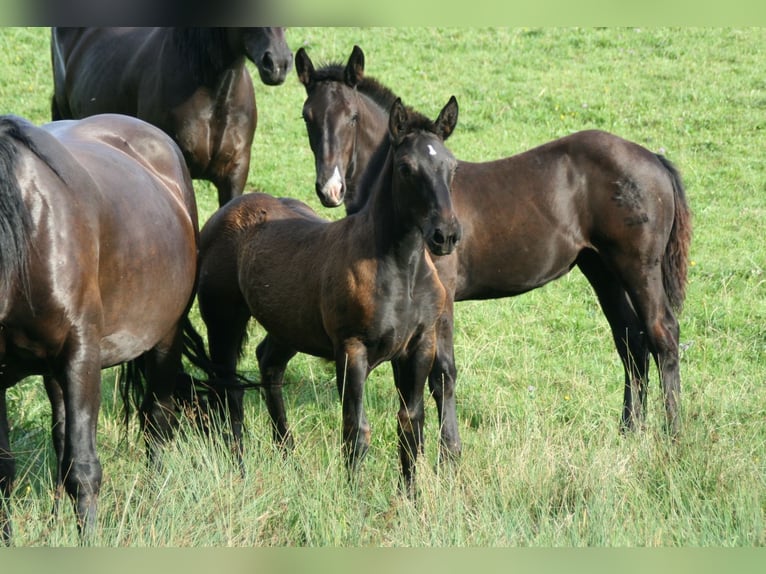 Noriker Merrie 2 Jaar Zwart in Stiefenhofen