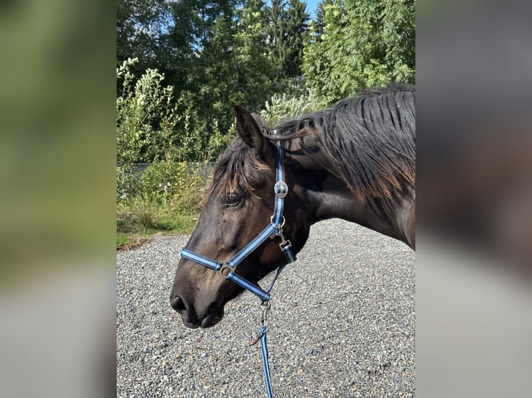Noriker Merrie 2 Jaar Zwart in Stiefenhofen